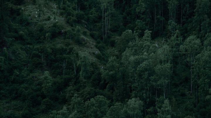 Myra Pollich's cover image